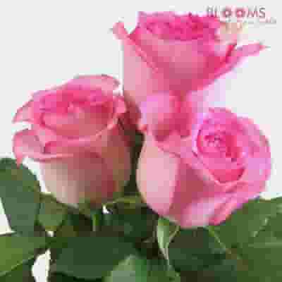 Pink Rose 50 cm.