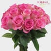 Pink Rose 50 cm.