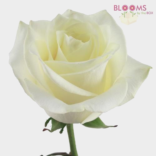 White Rose 40 cm.