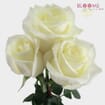 White Rose 40 cm.