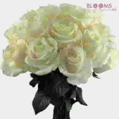 White Rose 40 cm.