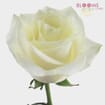 White Rose 50 cm.
