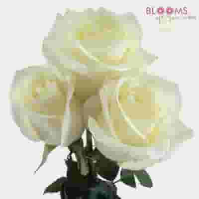 White Rose 50 cm.