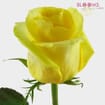 Yellow Rose 50 cm.