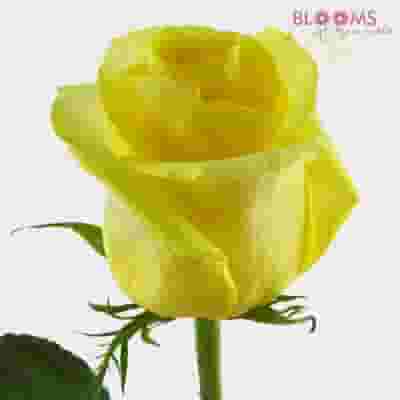 Yellow Rose 50 cm.