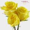 Yellow Rose 50 cm.