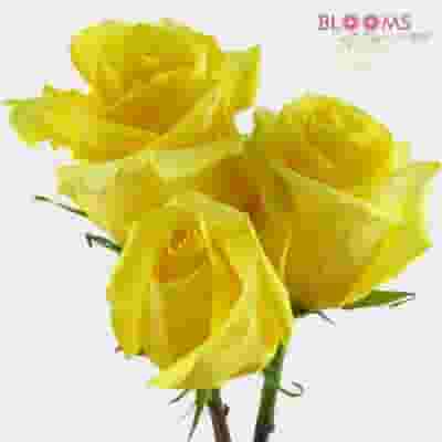 Yellow Rose 50 cm.