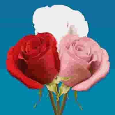 V-DAY Spray Roses (Love Pack) 50 Cm.