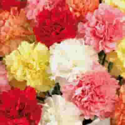 Fancy Carnations Assorted Colors