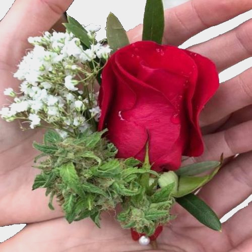 Gypsophila Overtime Flowers Wholesale Blooms By The Box