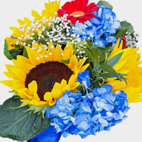 Gypsophila Overtime Flowers Wholesale Blooms By The Box