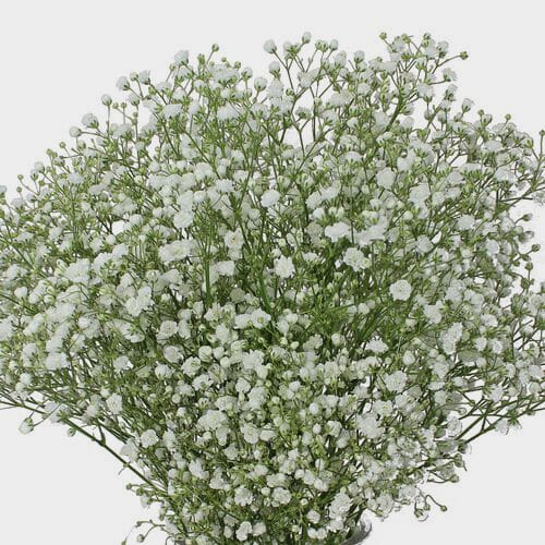Gypsophila Excellence Flowers Wholesale Blooms By The Box