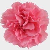 Pink Carnation Flowers - Fancy