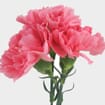 Pink Carnation Flowers - Fancy