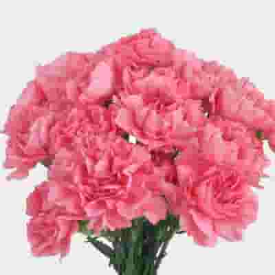 Pink Carnation Flowers - Fancy