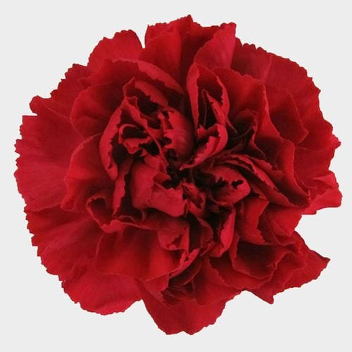 Bulk flowers online - Red Fancy Carnation Flowers