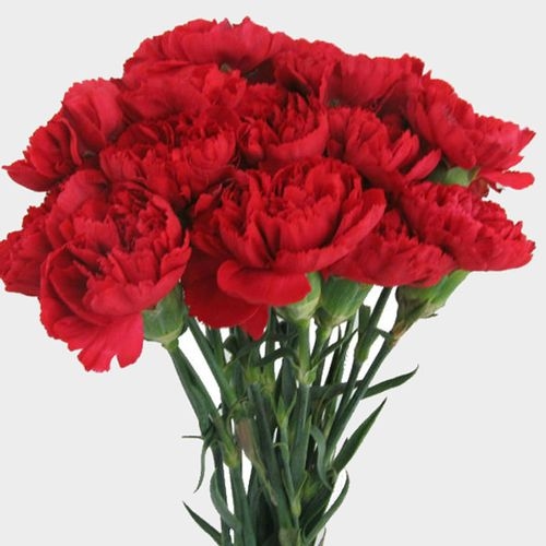 Red Fancy Carnation Flowers - Wholesale - Blooms By The Box