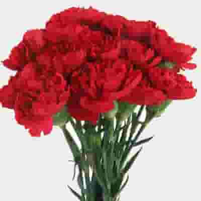 Red Fancy Carnation Flowers