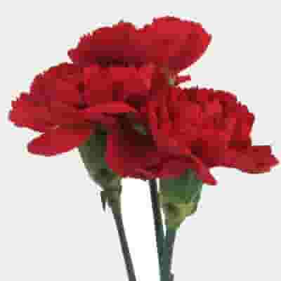 Red Fancy Carnation Flowers