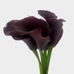 Calla Lily Mini Black Flower