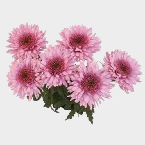 Bulk flowers online - Cremon Mum Lavender