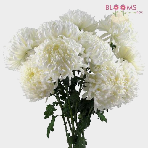 Football Mum White Flower - Wholesale - Blooms By The Box