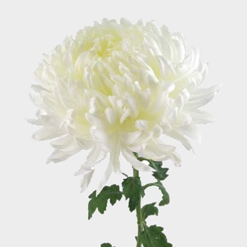 Wholesale flowers prices - buy Football Mum White Flower in bulk