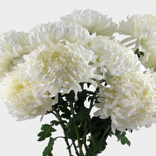 Football Mum White Flower - Wholesale - Blooms By The Box