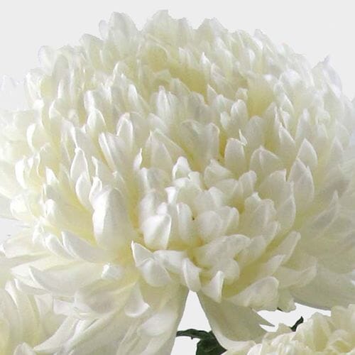 Football Mum White Flower Wholesale Blooms By The Box