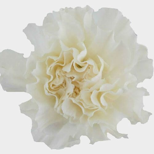 White Fancy Carnation Flowers