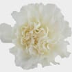 White Fancy Carnation Flowers