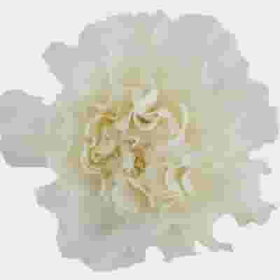 White Fancy Carnation Flowers