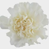 White Fancy Carnation Flowers