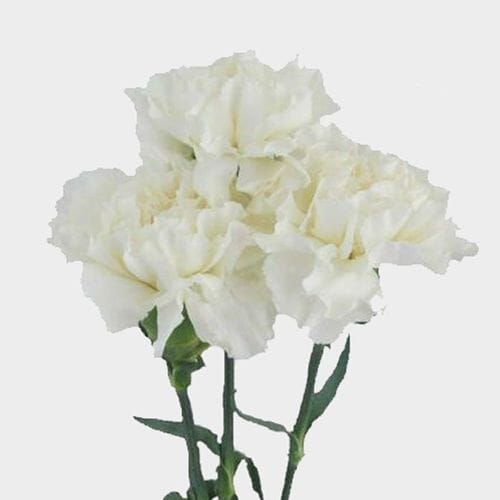 White Fancy Carnation Flowers - Wholesale - Blooms By The Box