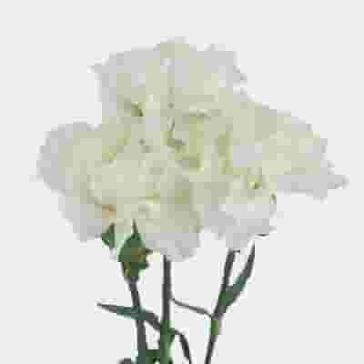 White Fancy Carnation Flowers
