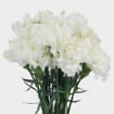 White Fancy Carnation Flowers