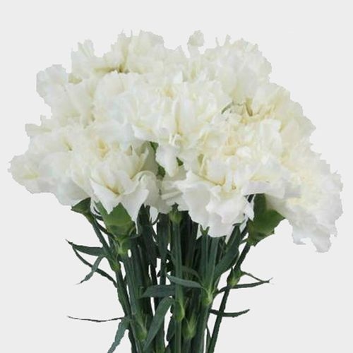 White Fancy Carnation Flowers - Wholesale - Blooms By The Box