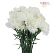 White Fancy Carnation Flowers