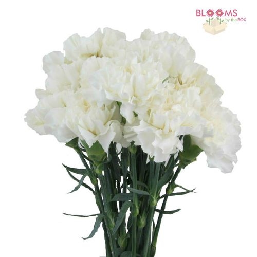 White Fancy Carnation Flowers