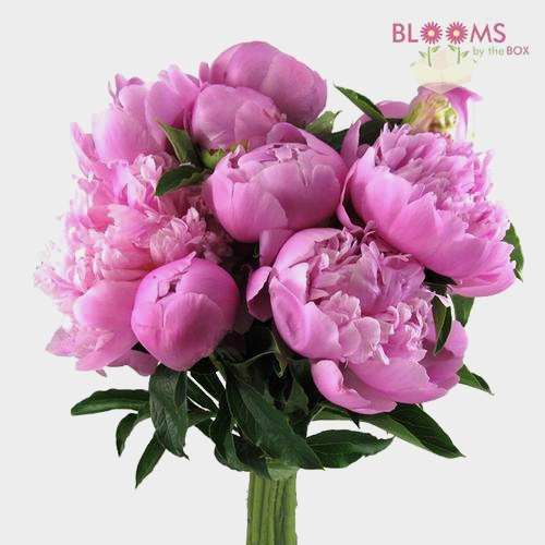 Peony Hot Pink Wholesale Blooms By The Box