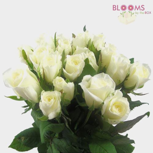 Bulk flowers online - Sweetheart Roses White