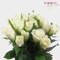Sweetheart Roses White - Wholesale - Blooms By The Box