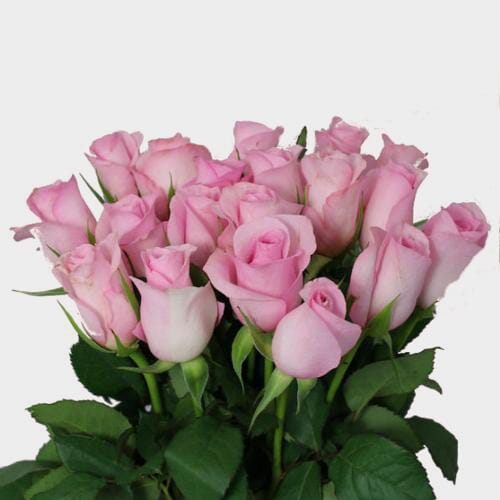 Wholesale flowers: Sweetheart Roses Pink