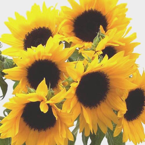 Wholesale flowers prices - buy Sunflower (Yellow/ Dark Center) in bulk