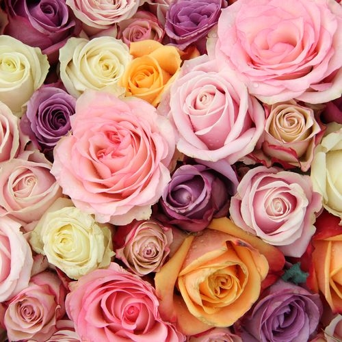 Assorted Color Roses - No Red 60 cm.