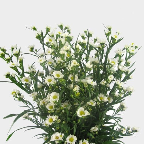 Wholesale flowers prices - buy Monte Casino Aster White Flower in bulk