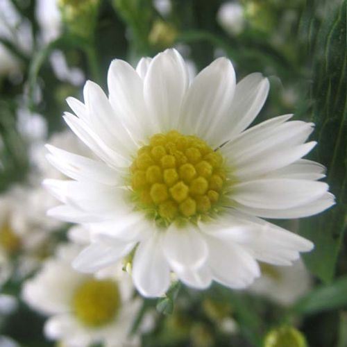 Monte Casino Aster White Flower