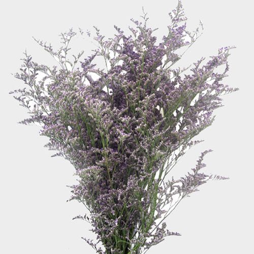 Bulk flowers online - Limonium Misty Blue Flower