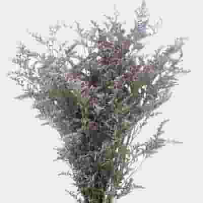 Limonium Misty Blue Flower