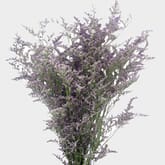 Limonium Misty Blue Flower